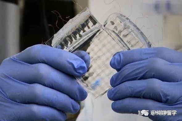 海歸就業(yè)9個(gè)最優(yōu)先修專業(yè)分類解析 經(jīng)管類、理科與工科類精選實(shí)例——以計(jì)算機(jī)軟件技術(shù)開(kāi)發(fā)為引申